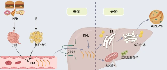 5-Amino-1MQ uses | Kpeptide 5-Amino-1MQ uses | Kpeptide